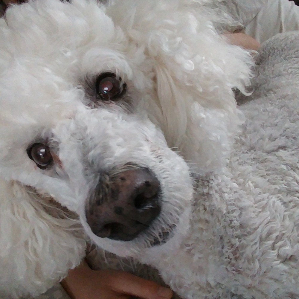 Meet your Posher, Alex